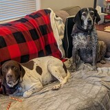 Entry image for Arlo and Della
