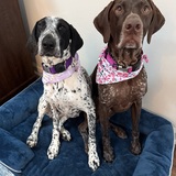 Entry image for Aspen and Letty