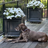 Entry image for Cooper