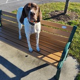 Entry image for Josie