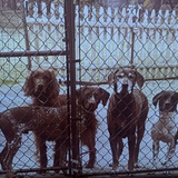 Entry image for The Hooligans: Darcy, Doyle, Rooney and Harvey