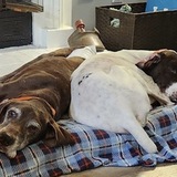 Entry image for Harlan and Brisket 