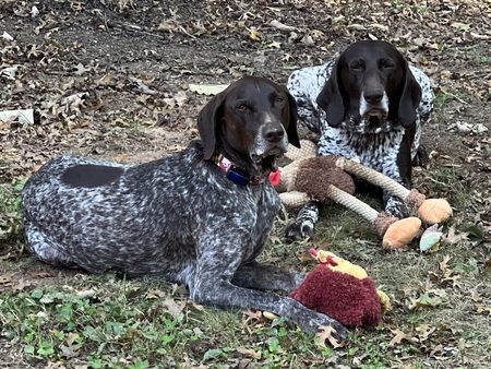 Entry image for Henry & Bella. Clicking this image will show a larger photo