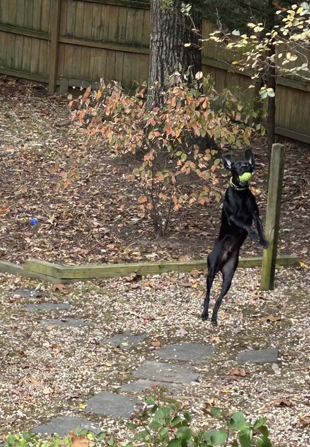 Entry image for Duke. Clicking this image will show a larger photo