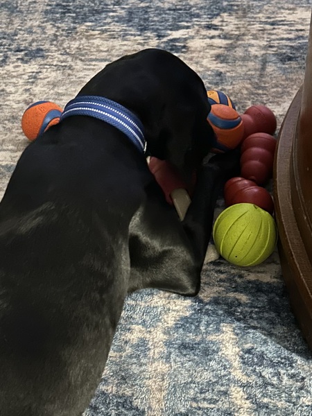 Entry image for Duke. Clicking this image will show a larger photo