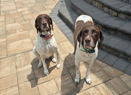 Entry image for Piper and Wynn. Clicking this image will show a larger photo