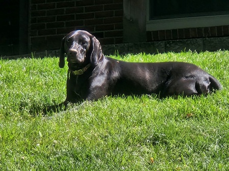 Entry image for Gracie . Clicking this image will show a larger photo