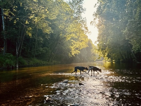 Entry image for Emma and Maeve. Clicking this image will show a larger photo