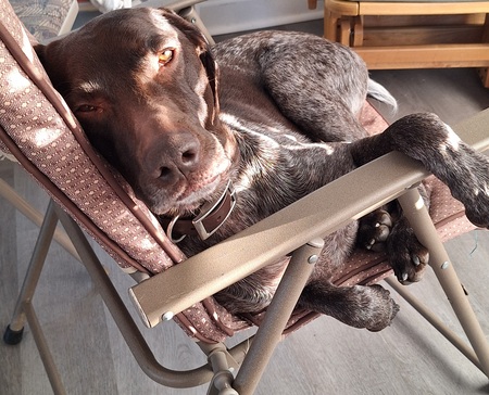 Entry image for Mavi (aka Maverick) . Clicking this image will show a larger photo