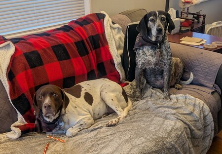 Entry image for Arlo and Della. Clicking this image will show a larger photo