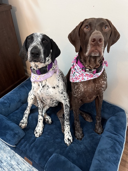 Entry image for Aspen and Letty. Clicking this image will show a larger photo