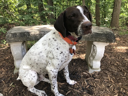 Entry image for Kimber. Clicking this image will show a larger photo