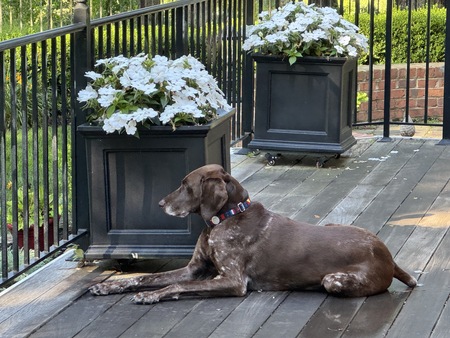 Entry image for Cooper. Clicking this image will show a larger photo