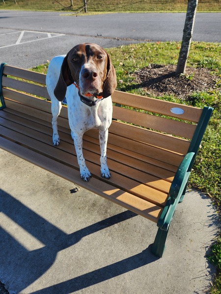 Entry image for Josie. Clicking this image will show a larger photo