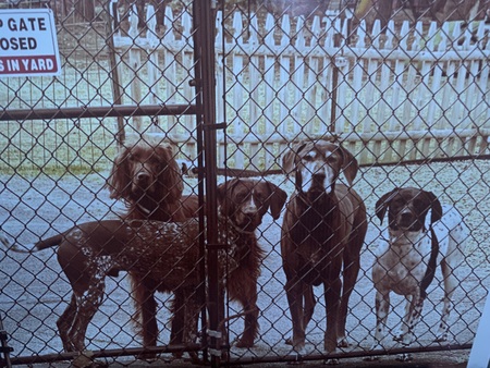 Entry image for The Hooligans: Darcy, Doyle, Rooney and Harvey. Clicking this image will show a larger photo