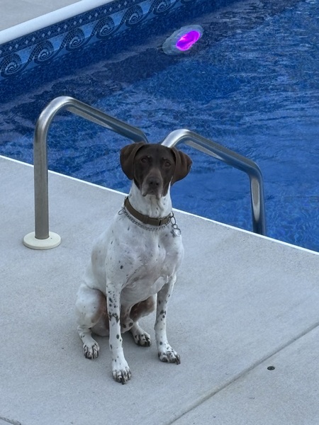 Entry image for Ruger. Clicking this image will show a larger photo
