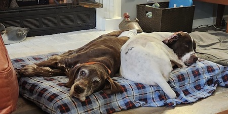 Entry image for Harlan and Brisket . Clicking this image will show a larger photo