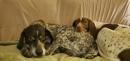 Entry image for Remi and Ginger. Clicking this image will show a larger photo
