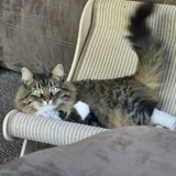 Entry image for Smokey