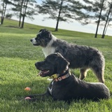 Entry image for Bandit and Indy