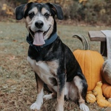 Entry image for Zeus