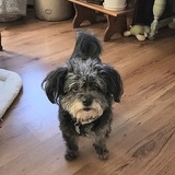 Entry image for Lucy