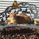 Entry image for Pumpkin Pie
