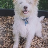 Entry image for Bojangles Jr.