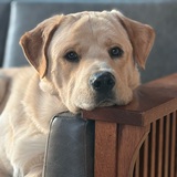 Entry image for Sunny