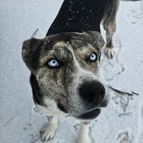 Entry image for Luca