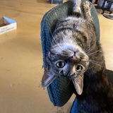 Entry image for Schweetie