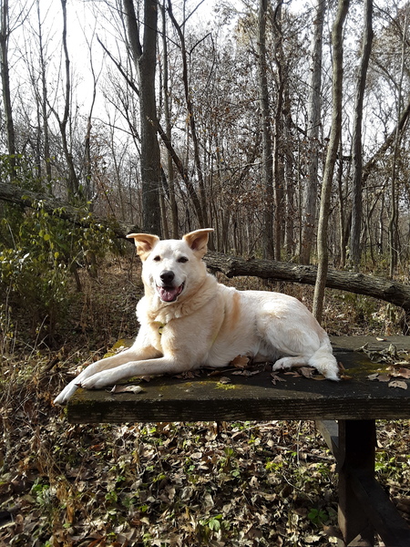 Entry image for Marley . Clicking this image will show a larger photo