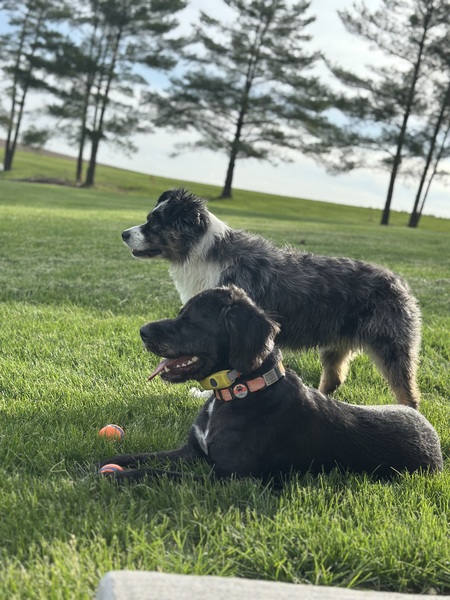 Entry image for Bandit and Indy. Clicking this image will show a larger photo