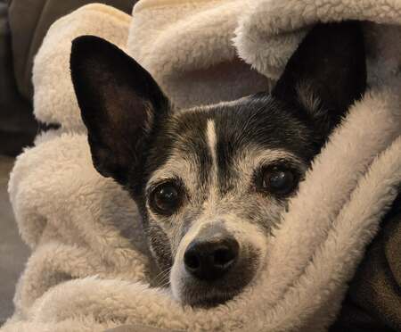 Entry image for Pebbles. Clicking this image will show a larger photo