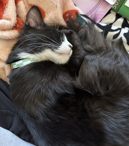 Entry image for Bean. Clicking this image will show a larger photo