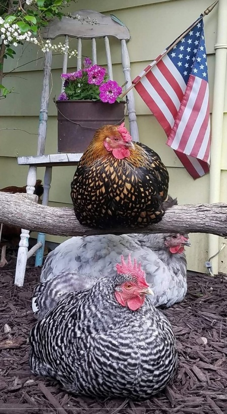 Entry image for Skittles, Violet and Ophelia. Clicking this image will show a larger photo