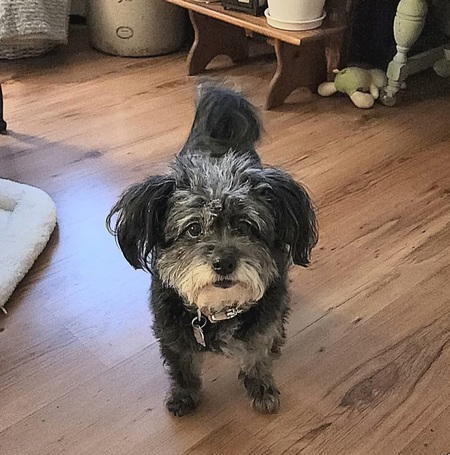 Entry image for Lucy. Clicking this image will show a larger photo
