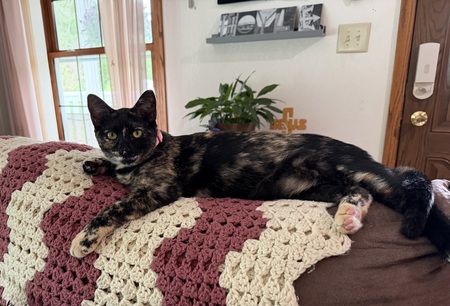 Entry image for Jasmine . Clicking this image will show a larger photo