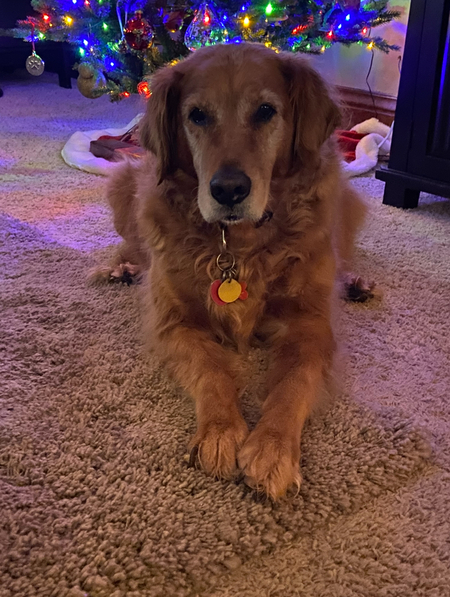 Entry image for Sophie. Clicking this image will show a larger photo
