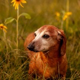 Entry image for Tucker