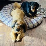 Entry image for Teddy & Penny