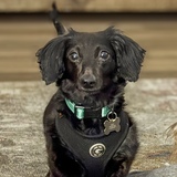 Entry image for Gracie