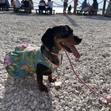 Entry image for Roxy