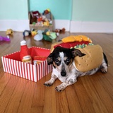 Entry image for Dexter
