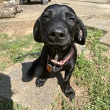 Entry image for Pepper