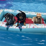 Entry image for Bentley, Ernie, and Rhett