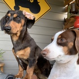 Entry image for Twinkie and Rowdy