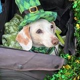 Entry image for Barney (FKA Shorty)