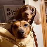 Entry image for Squints & Nova
