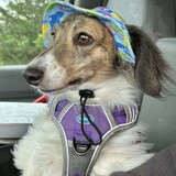 Entry image for LuLu